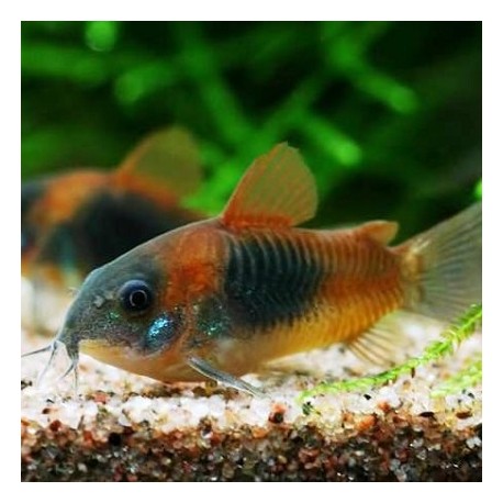 Corydoras Venezuela Orange M