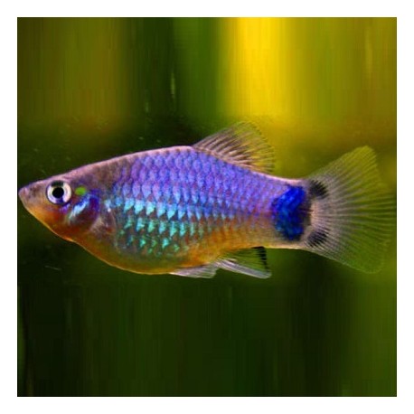 Platy Blue Mickey Mouse MALE/FEMALE 3-4cm