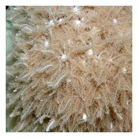 Κοράλλι Anthelia glauca S