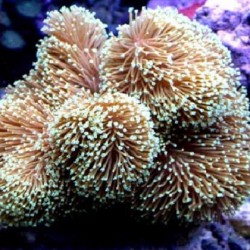 Κοράλλι Sarcophyton spp. M