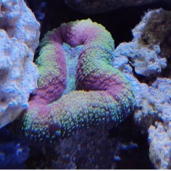 Κοράλλι Lobophyllia Green (Real photo)