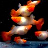 Guppy KOI Female special GradeA