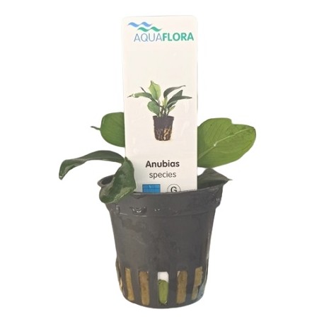 AQUAFLORA Anubias species Pot