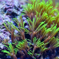 Κοράλλι Pachyclavularia sp.(Green Star Polyps) Frag