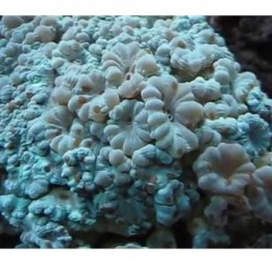 Κοράλλι Caulastrea furcata No1 (3 polyps)