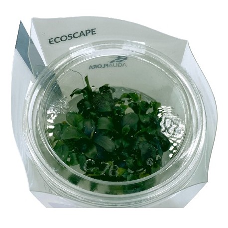 AQUAFLORA Bucephalandra Batang Kawa In Vitro Cup