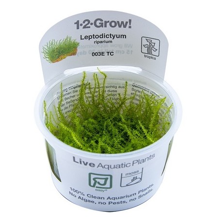 Leptodictyum riparium 1-2-Grow