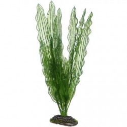 Hobby Διακοσμητικό φυτό Aponogeton 40cm