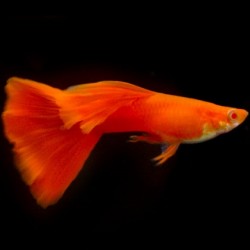 Guppy Full Red Albino 2.5cm