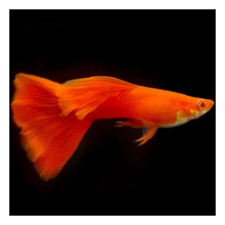 Guppy Full Red Albino 2.5cm