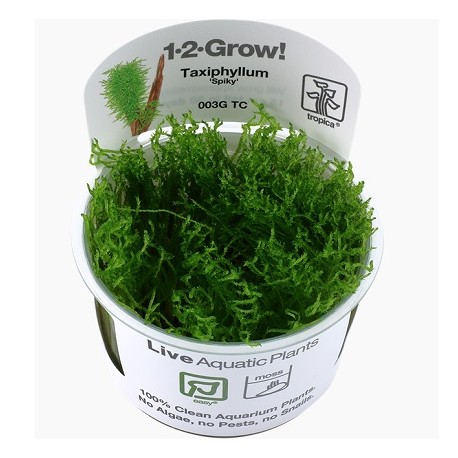 Taxiphyllum Spiky moss 1-2-Grow!