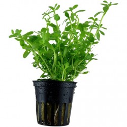 Bacopa Compact potted