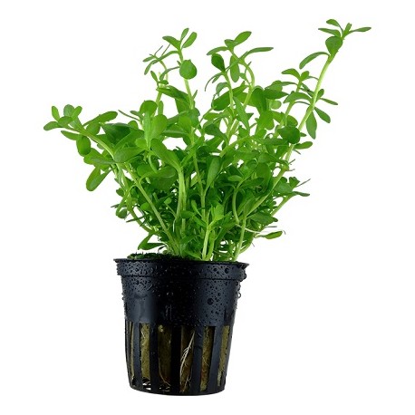 Bacopa Compact potted