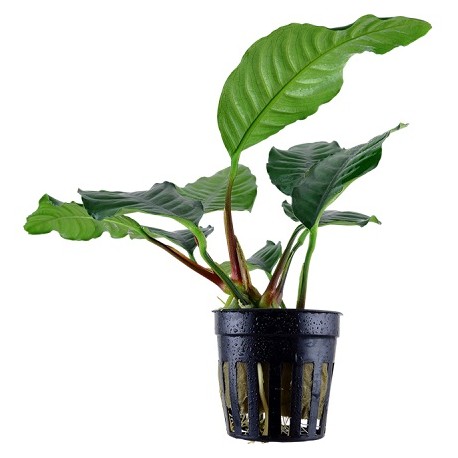 Anubias barteri Coffeefolia potted