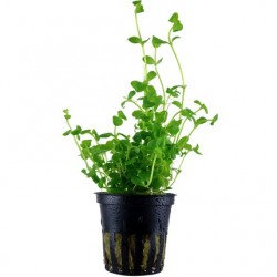 Bacopa australis potted