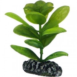 Hobby Διακοσμητικό φυτό Saururus 7cm