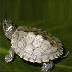 Mississipi Map Turtle (Graptemys pseudogeographica kohni) 5cm