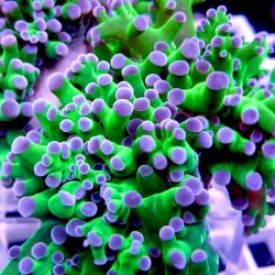 Κοράλλι Euphyllia Green tentacle Pink/Purple tip Frag