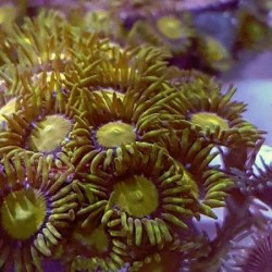 Κοράλλι King Midas Yellow purple Premium Frag