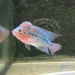 Cichlidae Sp. Flowerhorn Super Red Pearl Male 10cm No1(Real photo)