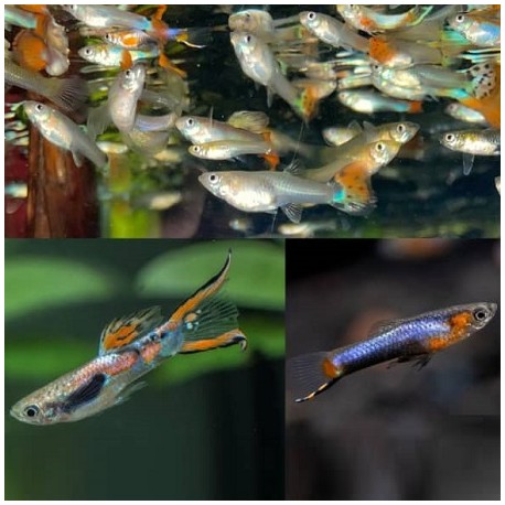 Guppy/Endler mix all size