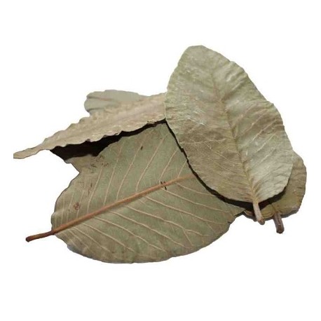 Ceramic Nature Guava leaves 15x