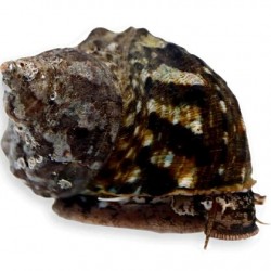 Rounded Turbo Snail(Turbo Fluctuosus)Θαλασσινό