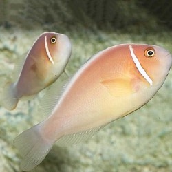 Pink Skunk Clownfish 5-6cm (ΘΑΛΑΣΣΙΝΟ)