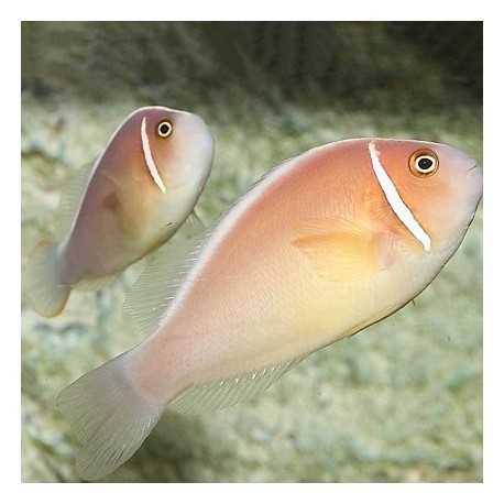 Pink Skunk Clownfish 5-6cm (ΘΑΛΑΣΣΙΝΟ)