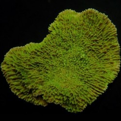 Κοράλλι Montipora spp. Tiny(Laminar Green)