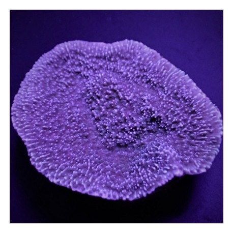 Κοράλλι Montipora spp. Tiny(Laminar Purple/Blue)
