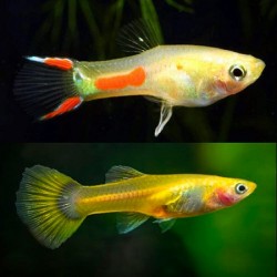 Endlers Golden yellow Male/Female