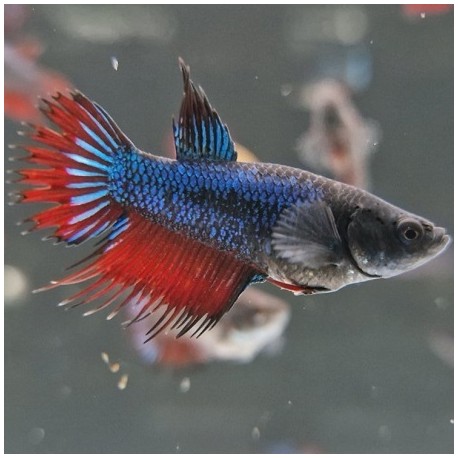 Μονομαχίνες Crowntail Female Mix