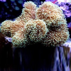 Κοράλλι Sarcophyton spp. T