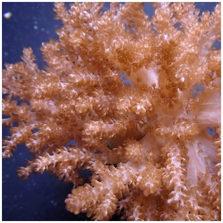Κοράλλι Capnella spp.(Jakarta) L