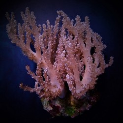 Κοράλλι Capnella spp.(Bali) S