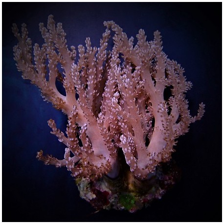 Κοράλλι Capnella spp.(Bali) M