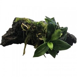 Anubias nana Chilli(Pangolino) with moss on nano stone(ΦΠ)