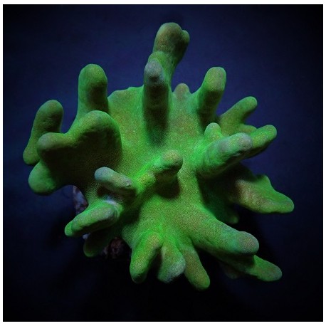 Κοράλλι Lobophytum spp. (Green) S