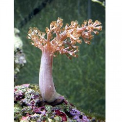Κοράλλι Capnella spp.(Kenya) M