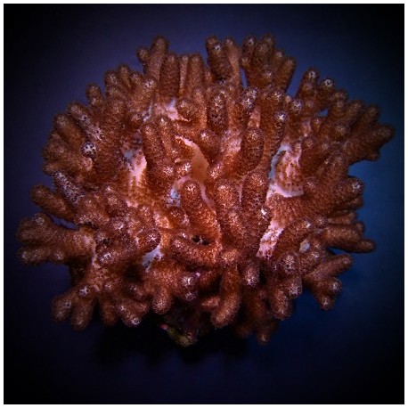 Κοράλλι Cladiella spp. S(O2 Halversoni)