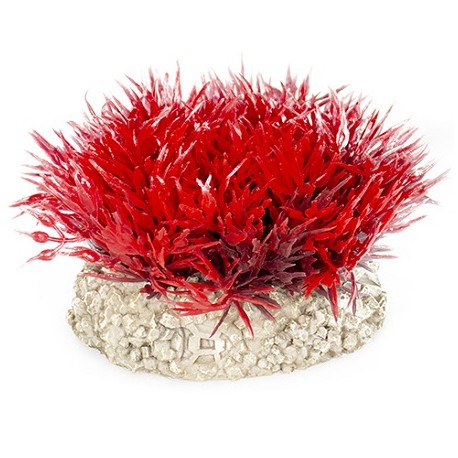 Aqua Della συνθετικό διακοσμητικό Plant crystalwort moss Red S