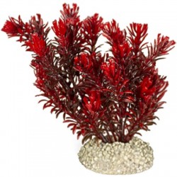 Aqua Della συνθετικό διακοσμητικό Plant canadensis Red S