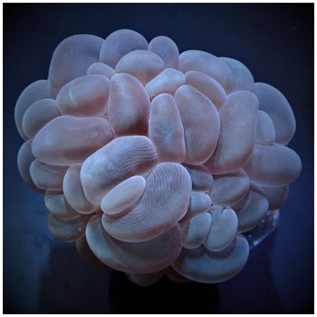 Κοράλλι Plerogyra sinuosa(Real photo)