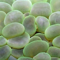 Κοράλλι Plerogyra sinuosa (Green) M