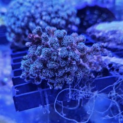 Pocillopora purple green M(Real photo)