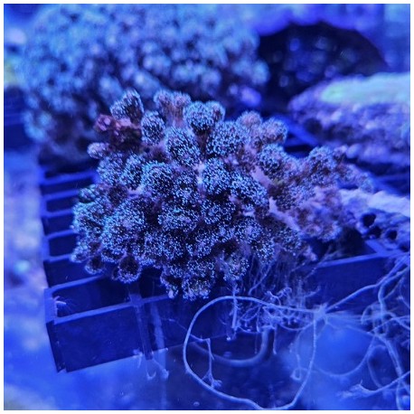 Pocillopora purple green M(Real photo)