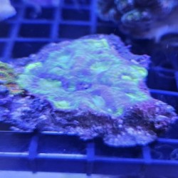 Κοράλλι Facial wor coral(Real photo)
