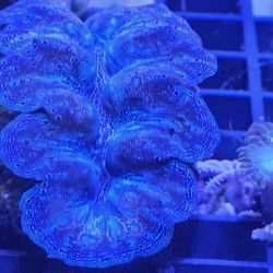 Κοράλλι Tridacna maxima(Real photo)