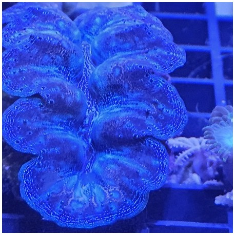 Κοράλλι Tridacna maxima(Real photo)
